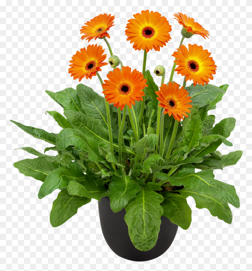 888x961 Garvinea Garden Gerbera Barberton Daisy, Plant, Flower, Blossom HD PNG Download
