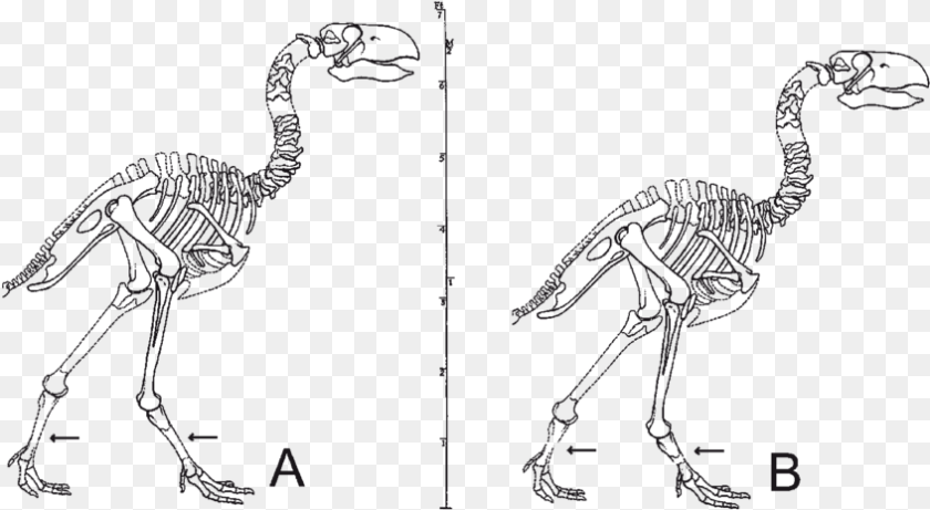 846x464 Gastornis Skeleton, Animal, Bird PNG