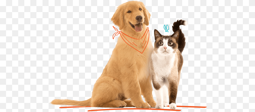 521x370 Gatos Max Total Alimentos Perros Max, Animal, Canine, Dog, Golden Retriever Clipart PNG