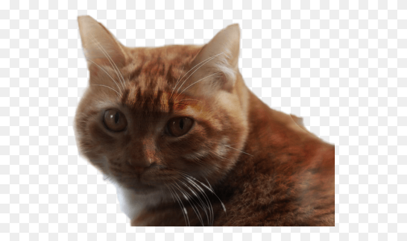 543x437 Gatos Sticker Domestic Short Haired Cat, Abyssinian, Pet, Mammal HD PNG Download