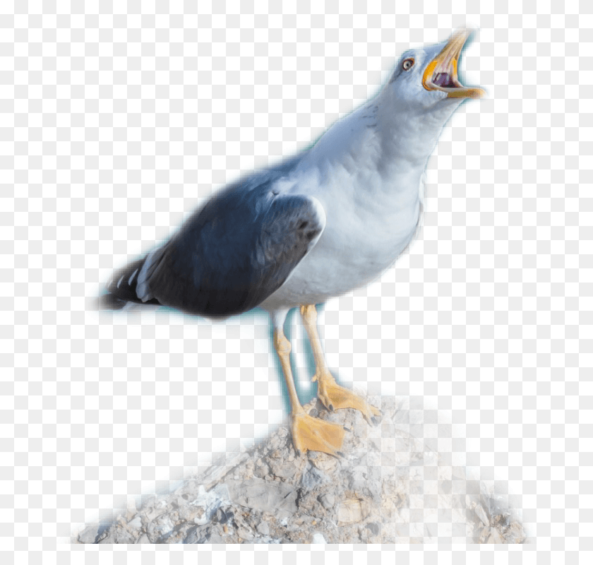 686x740 Gaviota European Herring Gull, Seagull, Bird, Animal HD PNG Download