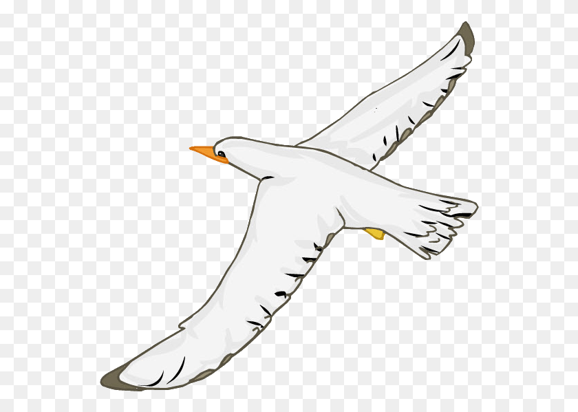 552x539 Gaviota Seabird, Flying, Bird, Animal Hd Png