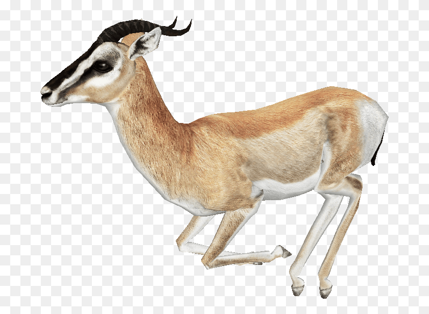 683x555 Gazelle Free Gazelle, Antelope, Wildlife, Mammal HD PNG Download