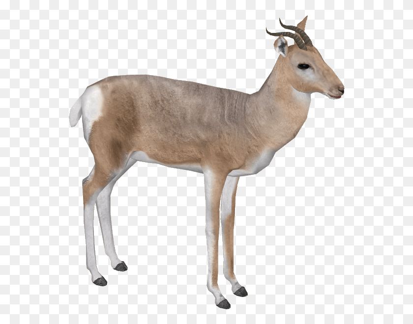 562x600 Gazelle Pic White Tailed Deer, Antelope, Wildlife, Mammal HD PNG Download