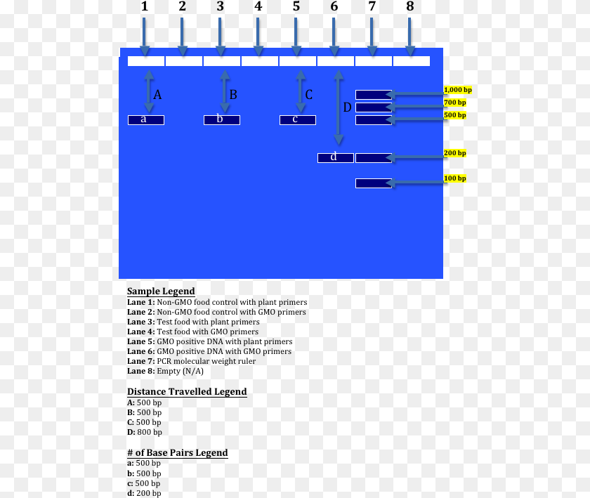 504x709 Gel Electrophoresis Gmo Vs Non Gmo, Electronics, Hardware Sticker PNG