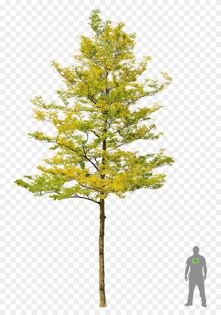 735x1140 Gelbe Gleditschie 39sunburst39 Honey Locust Tree, Plant, Maple, Cross HD PNG Download