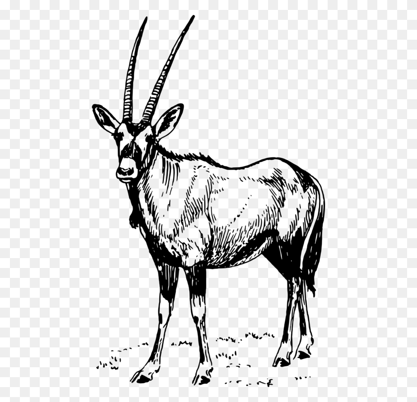 470x750 Gemsbok Waterbuck Antelope Pronghorn Gazelle Gemsbok Clipart, Gray, World Of Warcraft HD PNG Download