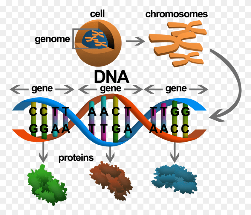 780x658 Gene And Dna, Label, Text, Lighting HD PNG Download