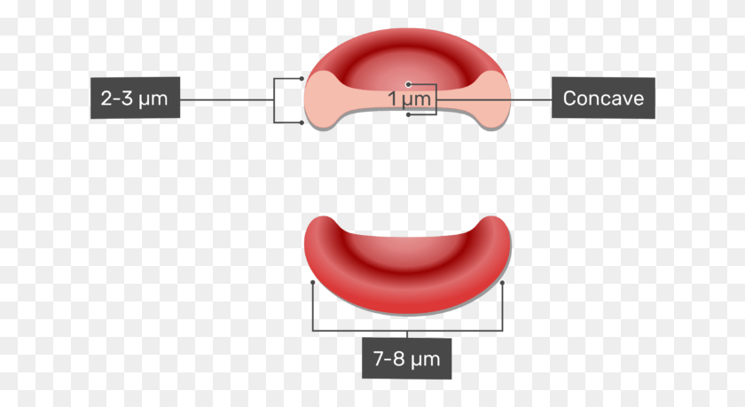 640x399 General Structure And Functions Of Red Blood Cells, Teeth, Mouth, Lip HD PNG Download