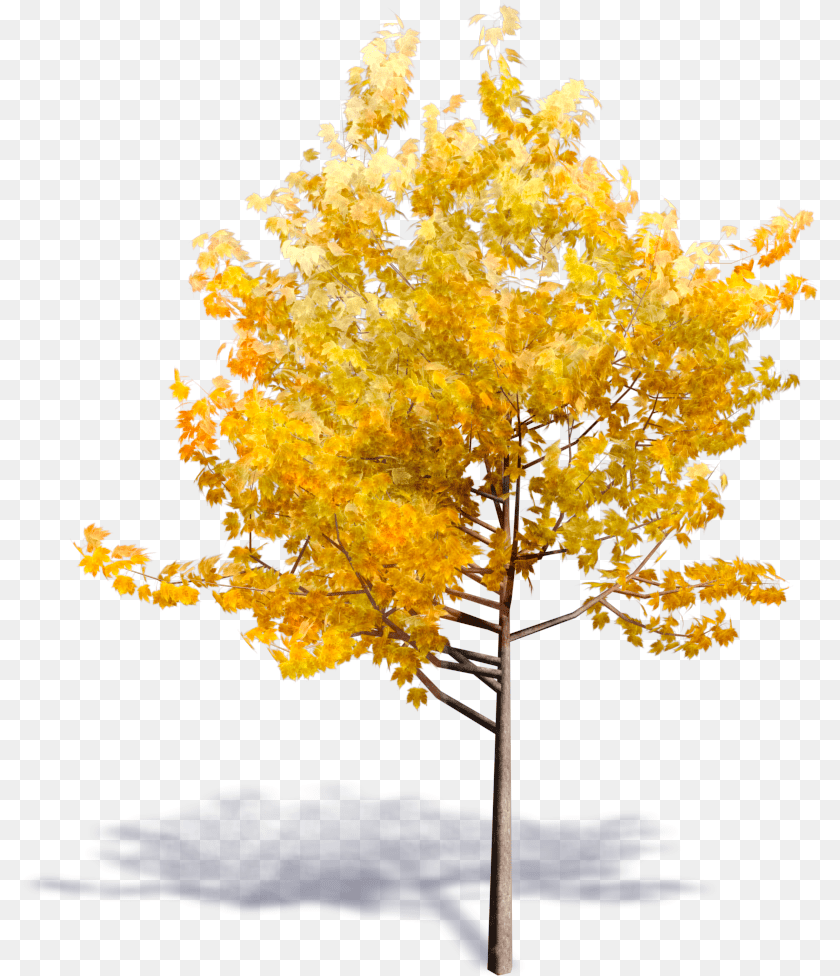 801x976 Generic Autumn Tree Bim Object Tree For Revit, Leaf, Maple, Plant Sticker PNG