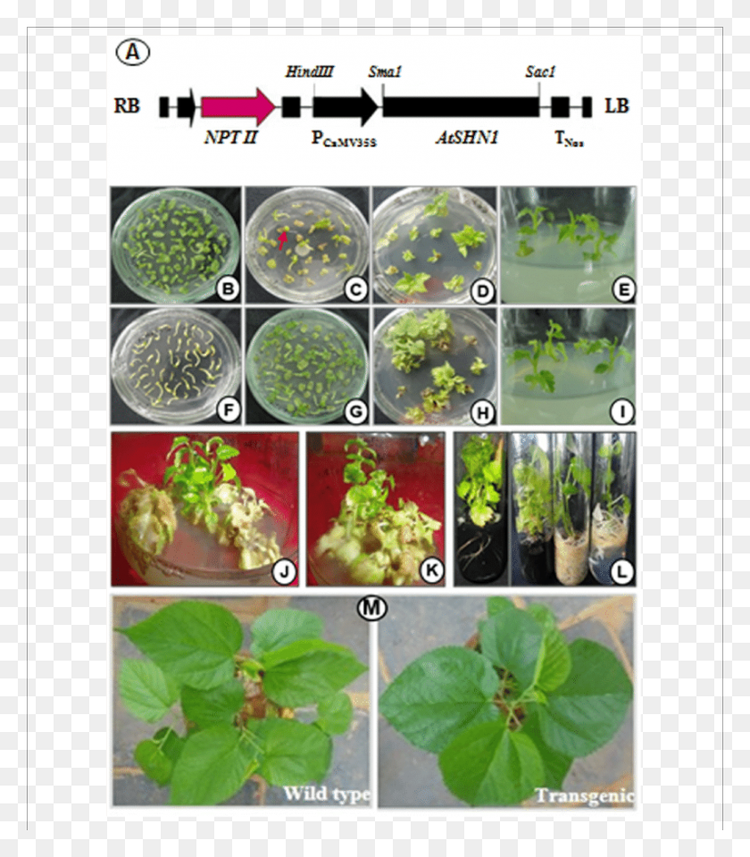 850x981 Genetic Transformation And Development Of Mulberry Genetic Transformation Of Plants, Plant, Menu, Text HD PNG Download