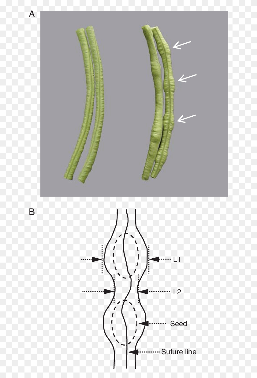 652x1178 Genotypic Differences Between Pods Of Asparagus Bean Drawing, Plant, Plot, Animal HD PNG Download
