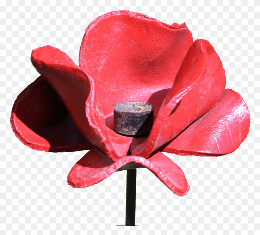 843x754 Джордж Носуорти: Жизнь И Война Искусственный Цветок, Роза, Растение, Цветение Png Скачать