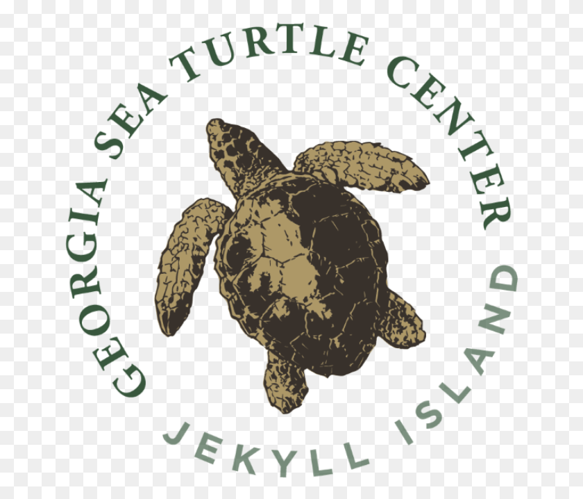 654x658 Georgia Sea Turtle Center Lake Center Christian School, Tortoise, Turtle, Reptile HD PNG Download