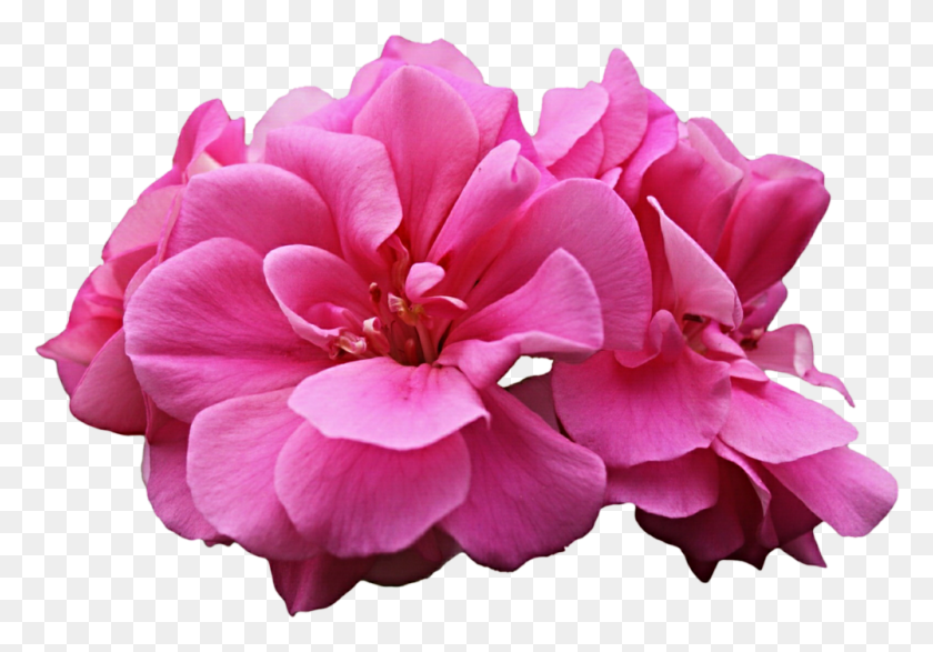 1000x676 Герань Бурбонская Герань, Цветок, Растение, Цветение Hd Png Скачать