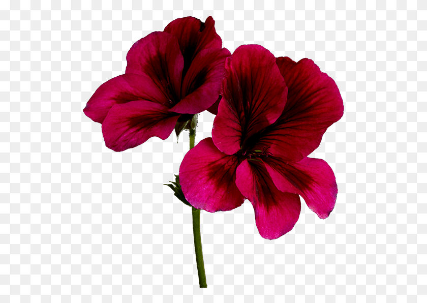 515x536 Герань Гавайский Гибискус, Цветок, Растение, Цветение Hd Png Скачать