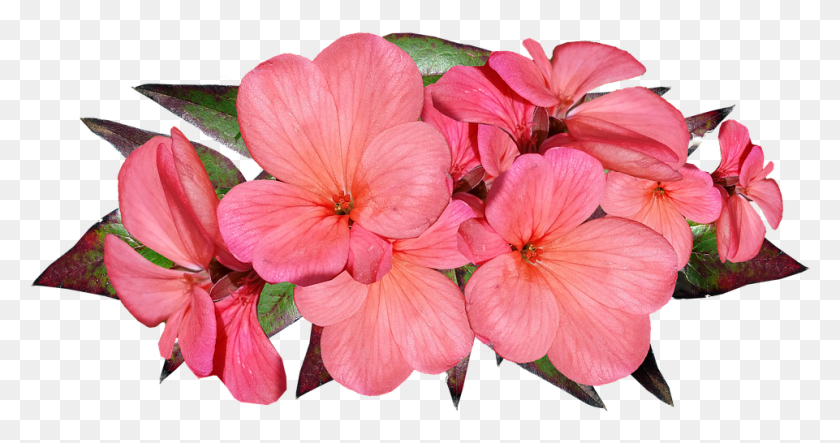 961x472 Geranium Pink Flowers Garden Nature Geranio, Flower, Plant, Blossom HD PNG Download