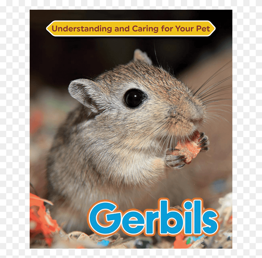 651x768 Gerbil, Animal, Mammal, Eating HD PNG Download