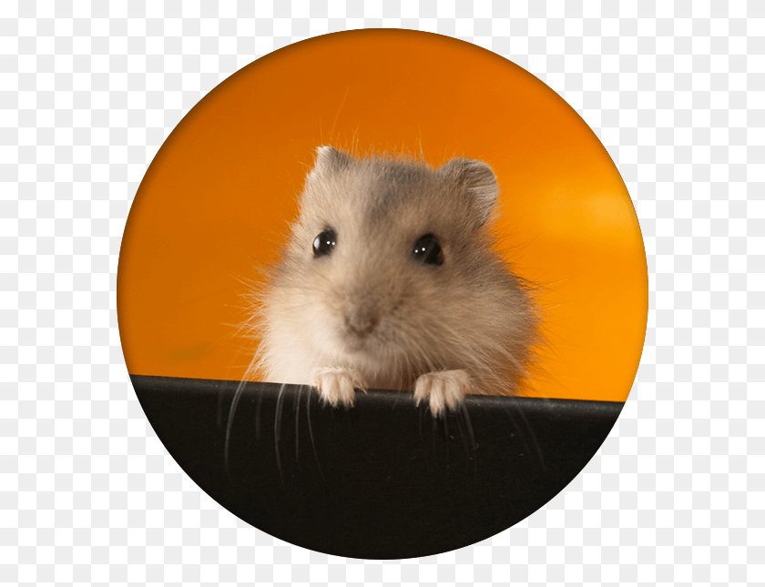 585x585 Gerbil Care Have A Cheerful Day, Rat, Rodent, Mammal HD PNG Download