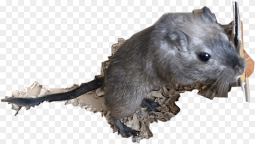 846x480 Gerbil Freetoedit Mouse, Animal, Mammal, Rat, Rodent Clipart PNG