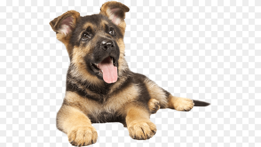 526x474 German Sheperd Puppy German Shepherd Puppy Transparent, Animal, Canine, Dog, Mammal PNG