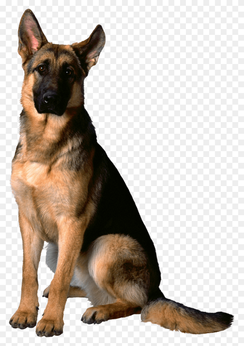 883x1280 German Shepherd Adult Male German Shepherd Dogs, Dog, Pet, Canine HD PNG Download