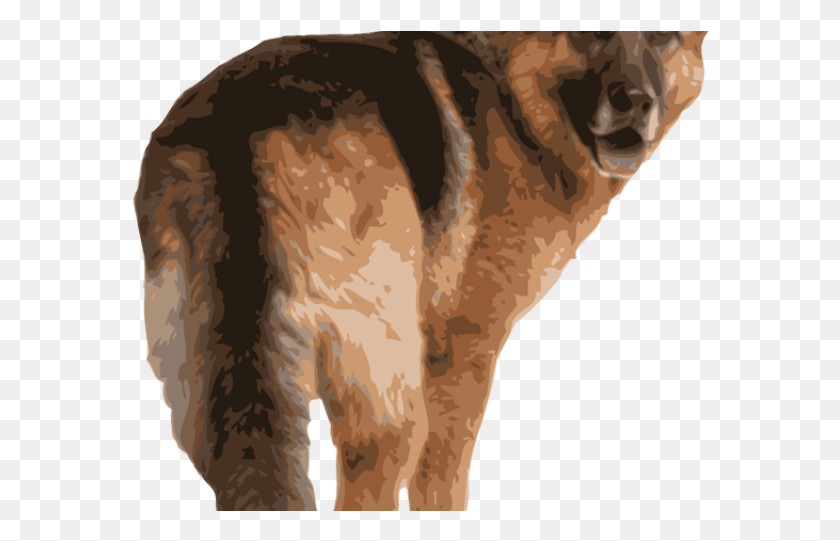 578x481 German Shepherd Clipart File German Shepherd Rear View, Mammal, Animal, Coyote HD PNG Download