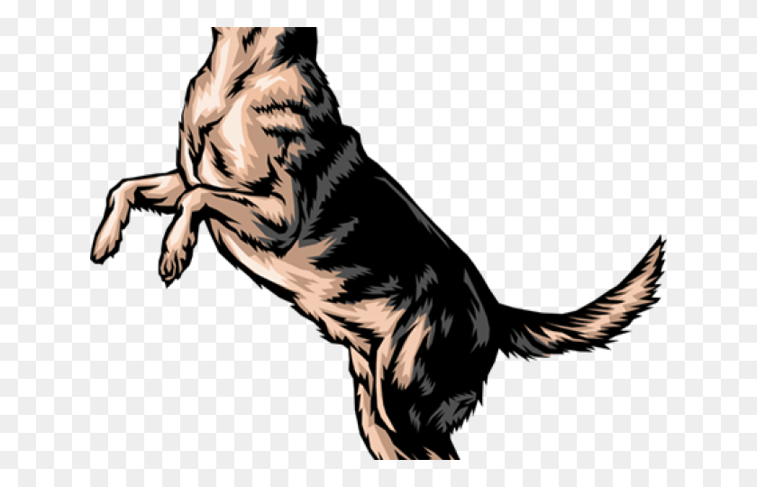 640x480 German Shepherd Clipart Transparent Background Dog Standing On Hind Legs Drawing, Mammal, Animal, Tiger HD PNG Download