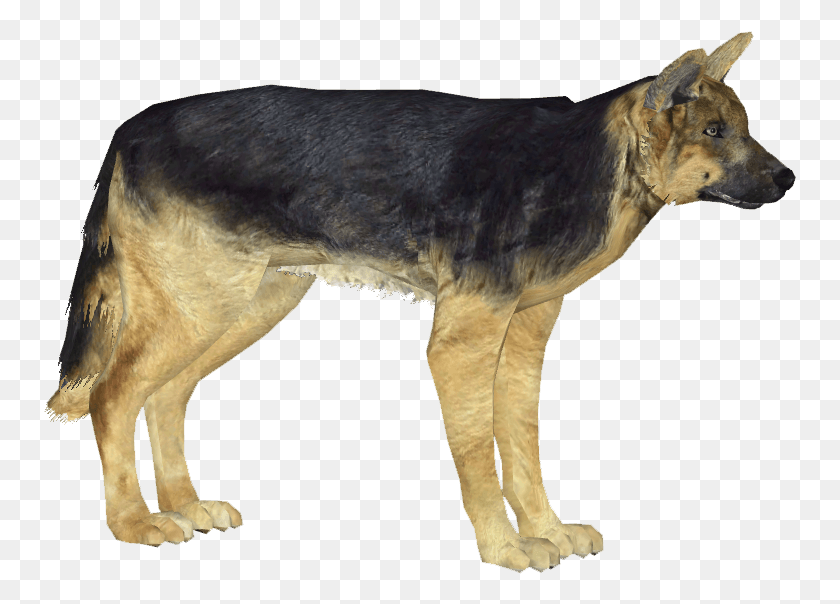 753x544 German Shepherd Dog, Animal, Mammal, Coyote HD PNG Download