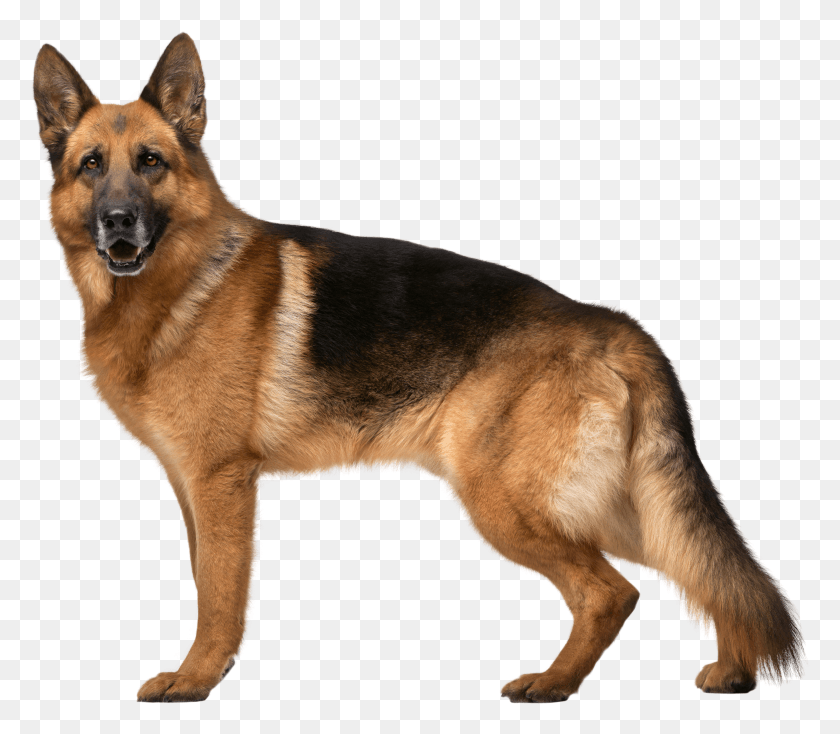 4046x3497 German Shepherd Dog Clip Art Best Dog Warning Signs HD PNG Download