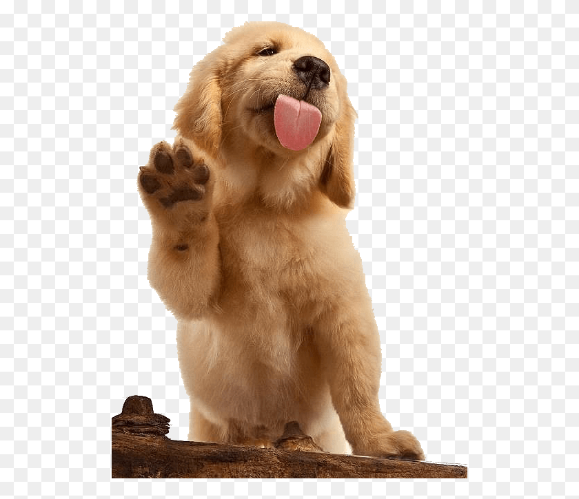 517x665 German Shepherd Images By Pngsector Golden Retriever Waving, Dog, Pet, Canine HD PNG Download