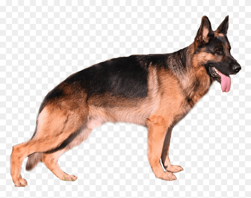 858x664 German Shepherd Old German Shepherd Dog, Pet, Canine, Animal HD PNG Download