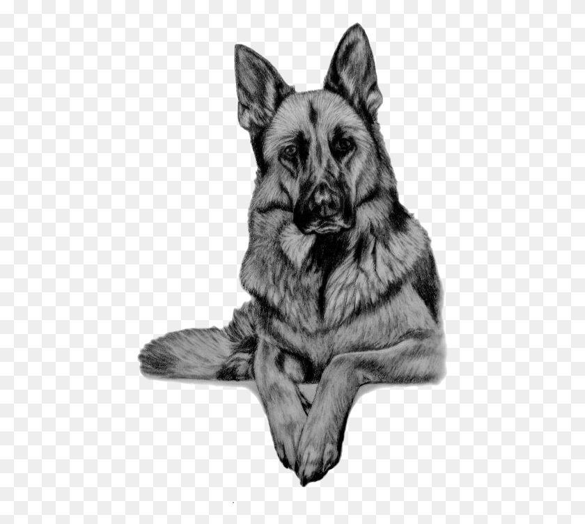 450x693 German Shepherd Vector German Shepherd Sketch, Pet, Animal, Dog HD PNG Download
