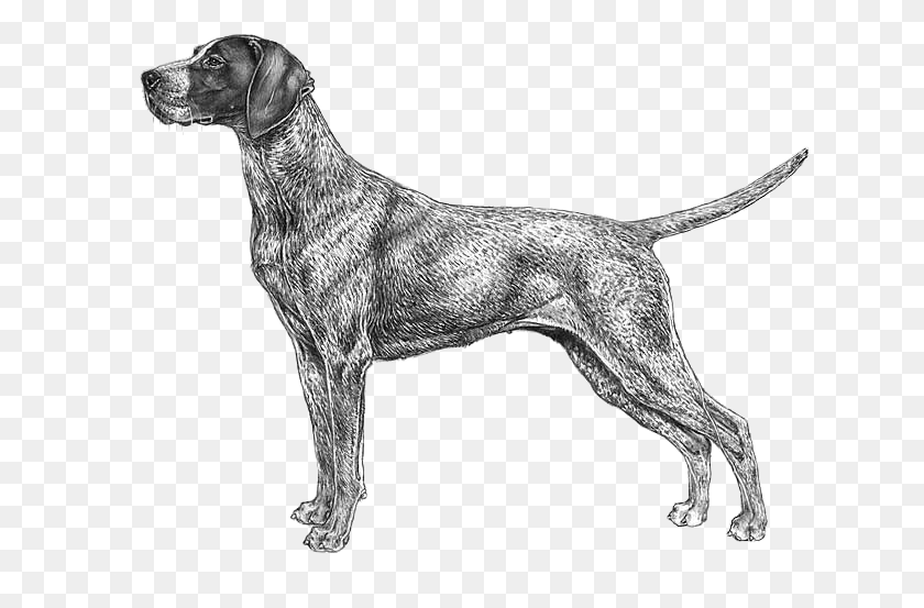 633x493 German Shorthaired Pointer Cane Da Caccia Disegno, Dog, Pet, Canine HD PNG Download