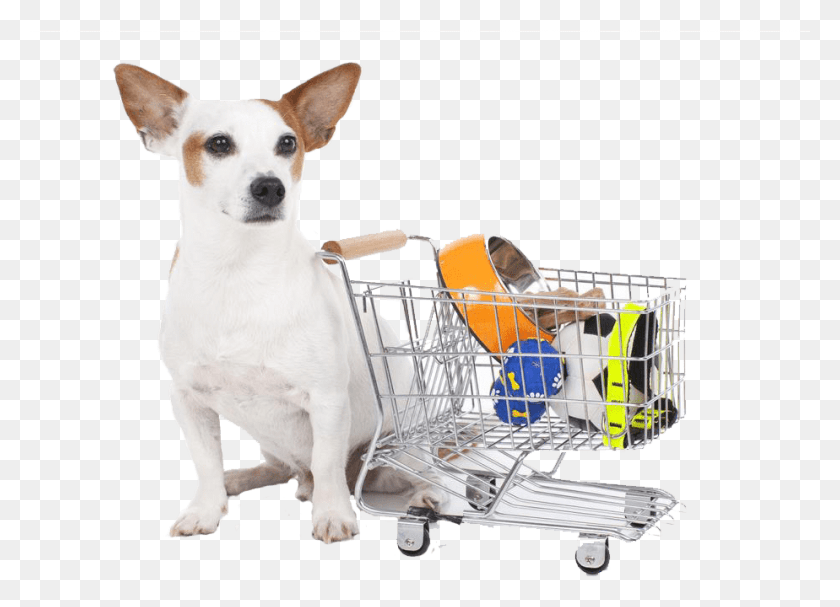 924x649 Get Best Pet Shopping, Dog, Canine, Animal Descargar Hd Png