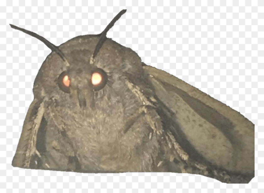800x569 Get In Quick Before It Dies Moth Memes, Animal, Insect, Invertebrate HD PNG Download