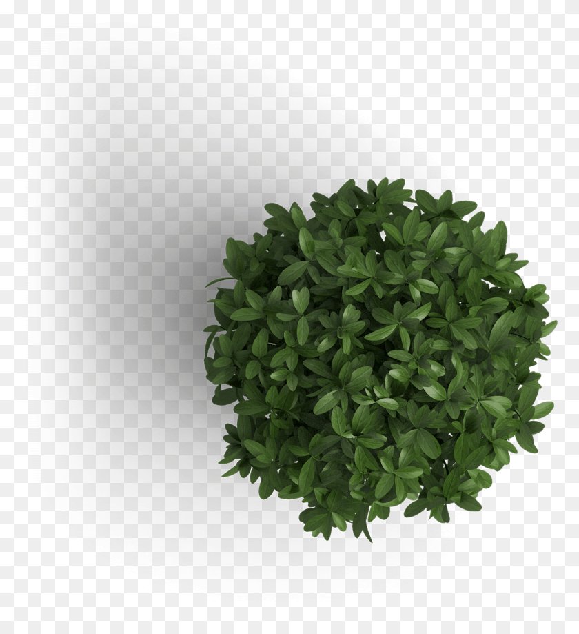 1123x1238 Get Off On The Right Foot Start With Positive Fresh Tree Top View, Potted Plant, Plant, Vase HD PNG Download
