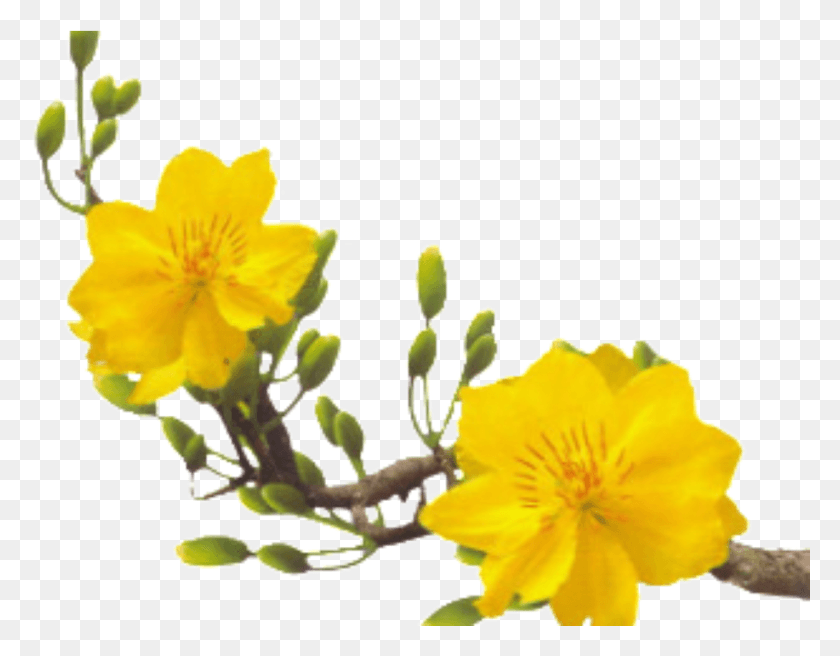 Gi V My Bay Tt I Vinh Hoa Mai Vng, Plant, Flower, Blossom HD PNG Download