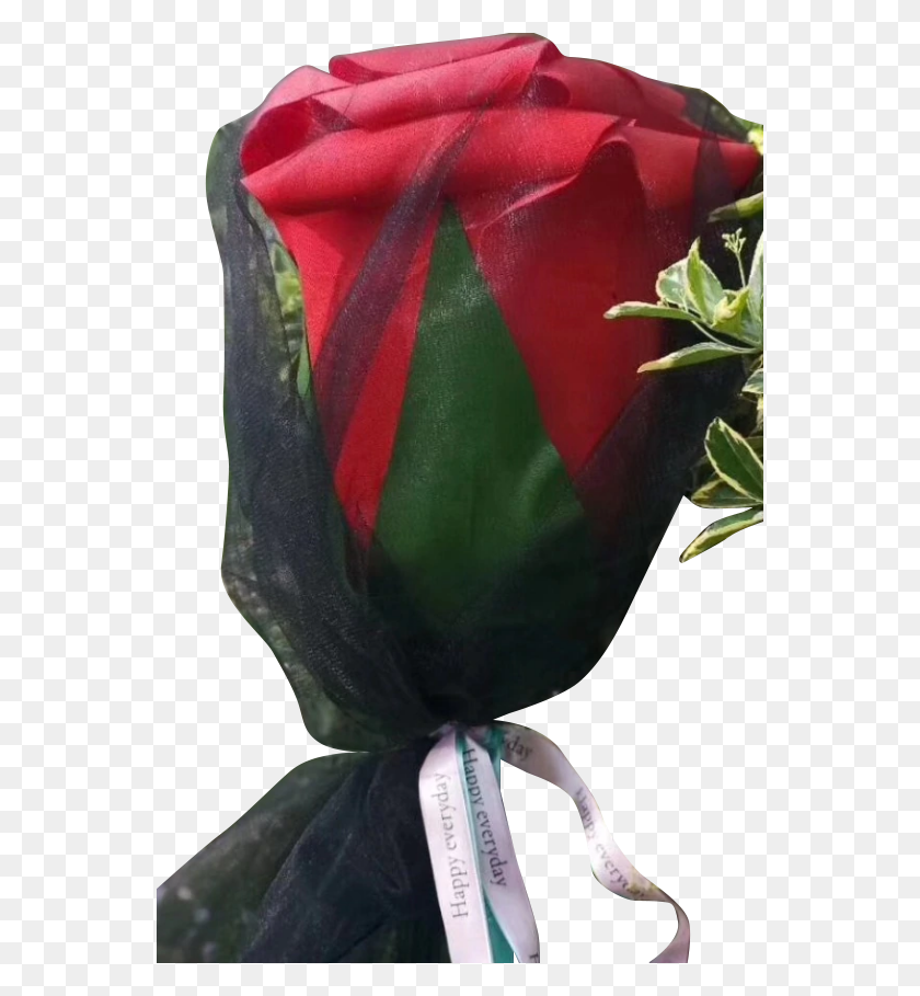 554x849 Giant Artistic Rose Stunning Long Stemmed Roses Presented Garden Roses, Plant, Flower, Blossom HD PNG Download
