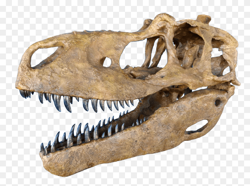 3127x2270 Giant Dinosaur Bone Judith River Formation Daspletosaurus HD PNG Download
