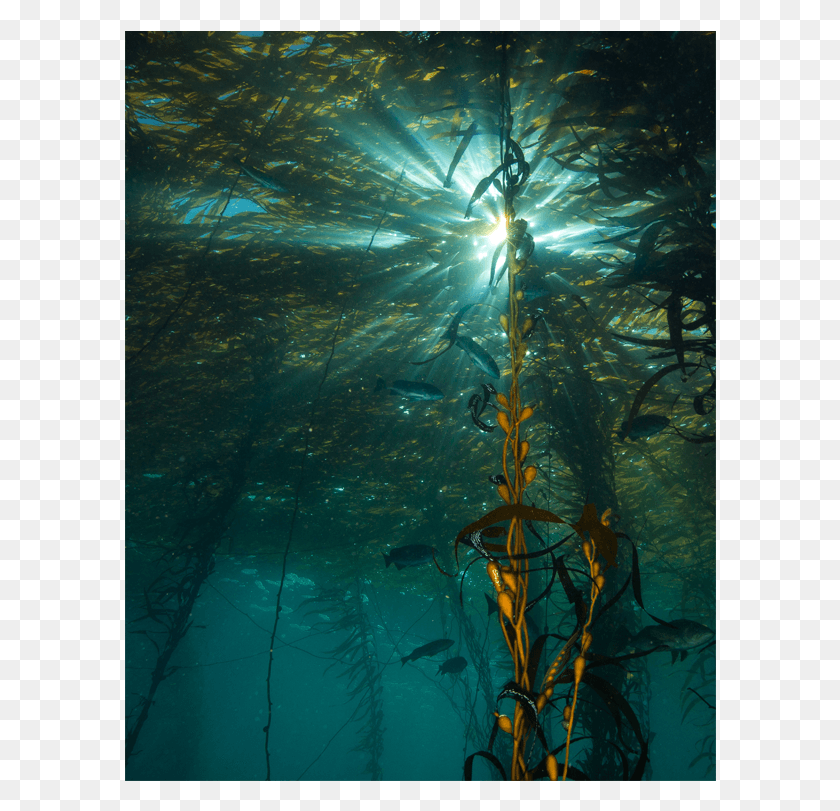 592x751 Giant Kelp Forest Ecosystem At Whaler39s Cove What Lies Point Lobos Kelp Forest, Water, Aquatic, Outdoors HD PNG Download