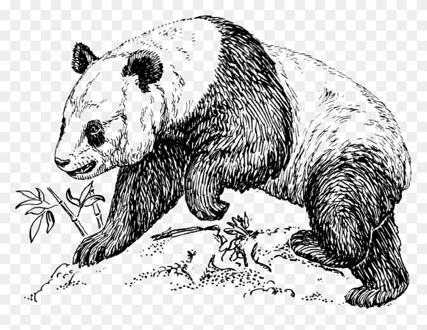 991x750 Giant Panda Endangered Species Drawing Bear Line Art Endangered Species Drawing, Gray, World Of Warcraft HD PNG Download
