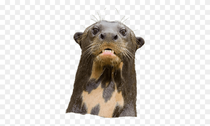 323x447 Giant River Otter, Mammal, Animal, Wildlife HD PNG Download