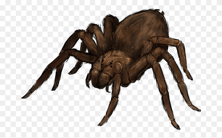 682x462 Giant Spider Giant Wolf Spider, Dinosaur, Reptile, Animal HD PNG Download