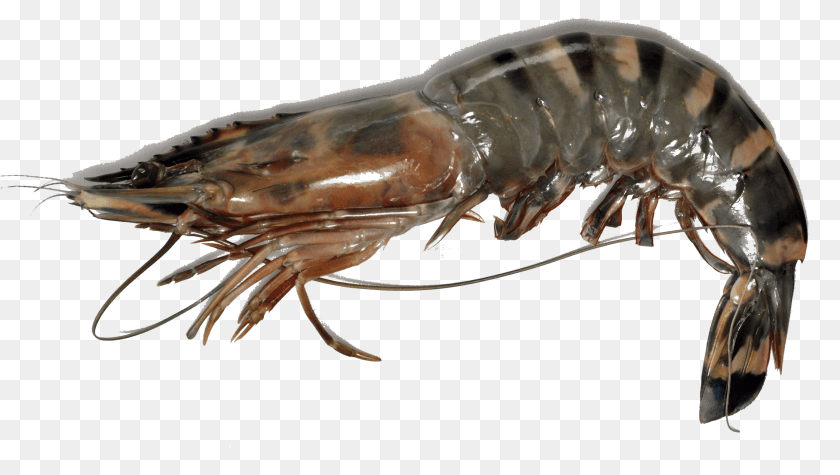 2246x1269 Giant Tiger Prawn, Animal, Food, Invertebrate, Sea Life Clipart PNG