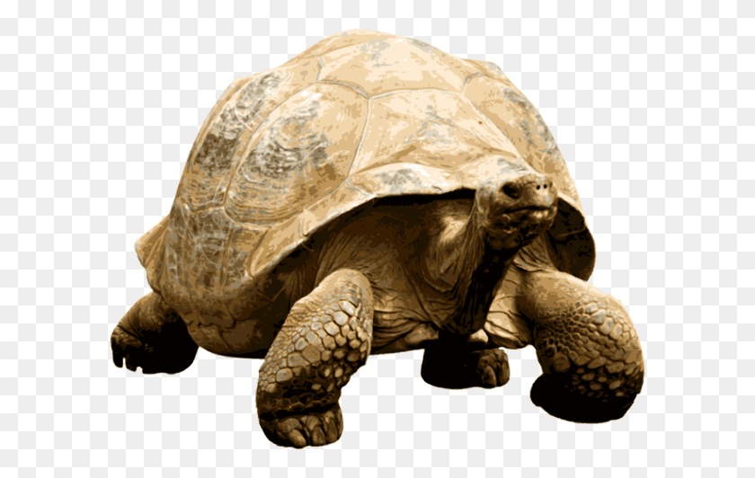 598x472 Giant Tortoise Clipart, Turtle, Reptile, Sea Life HD PNG Download