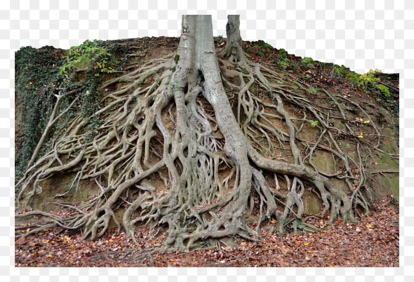 1101x725 Giant Tree Tree Roots Vines Nymph Parks Map Landscapes Liberty Bridge At Falls Park On The Reedy, Root, Plant, Snake HD PNG Download