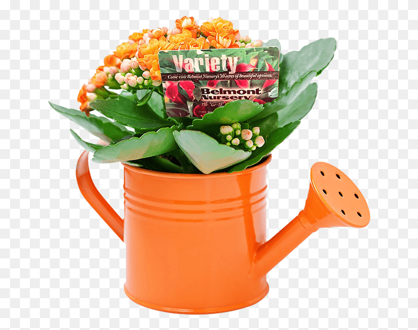 650x604 Gift Card Watering Can Kalanchoe Flor, Plant, Can, Tin HD PNG Download