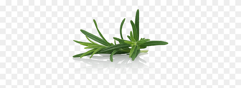337x250 Descargar Png / Gin Tonic Primer Plano De Aloe, Planta, Flor Hd Png