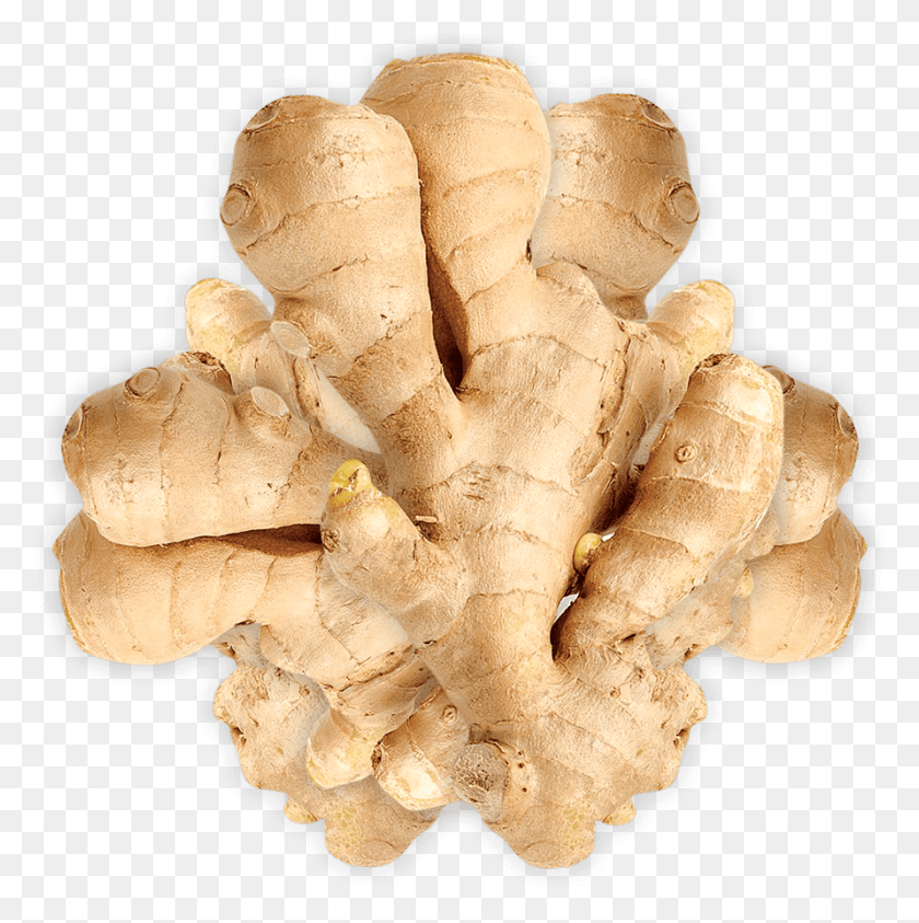 891x895 Ginger, Fungus, Plant HD PNG Download